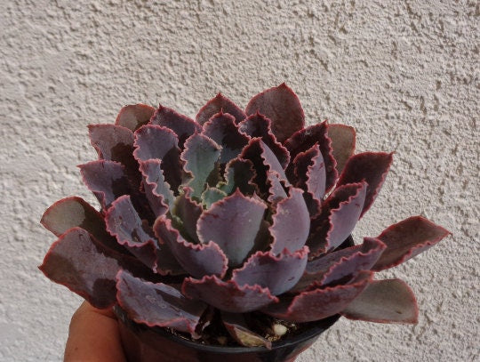 Purple echeveria neon breakers succulent plant held in hand against a light gray wall