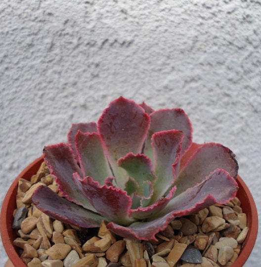 Succulent echeveria neon breakers plant with red edges in a pot on a textured wall background