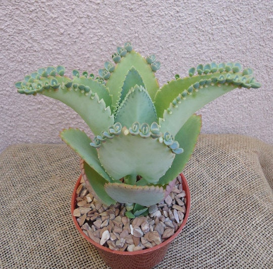Potted Mother of Thousands succulent plant on a textured surface with a neutral background