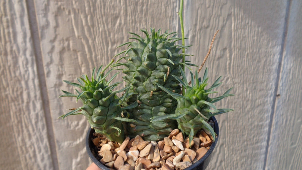 Potted Euphorbia spiralis succulent plant with decorative stones against a wooden background