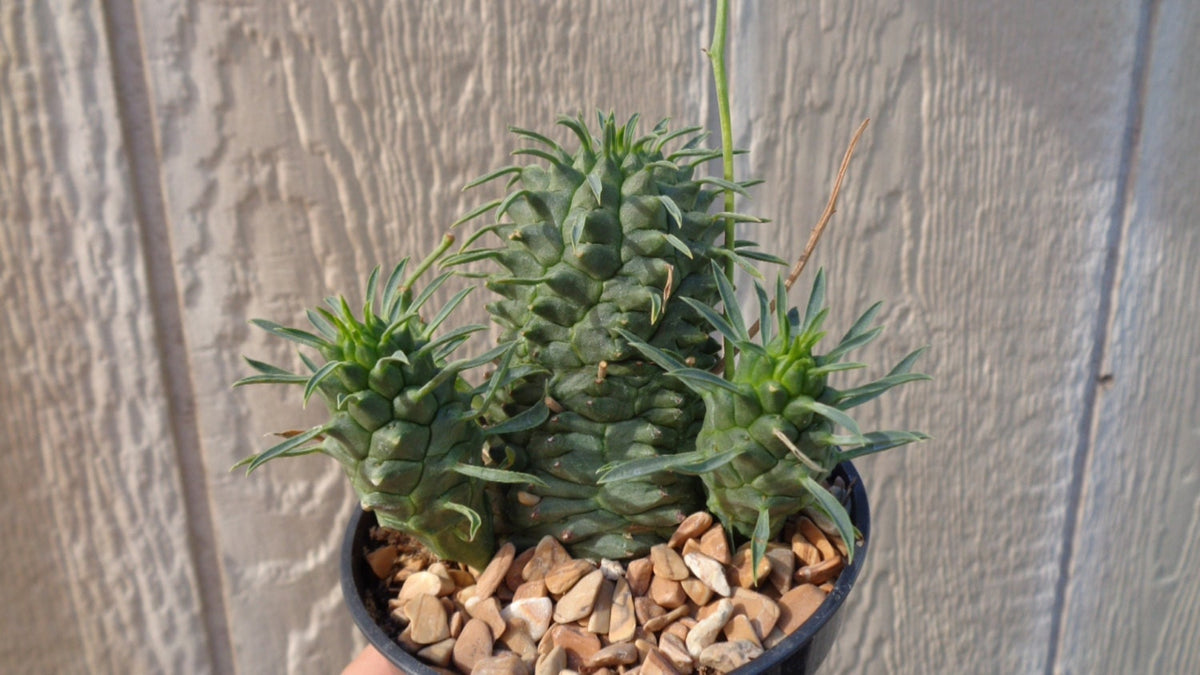 Potted Euphorbia spiralis succulent plant with decorative stones against a wooden background