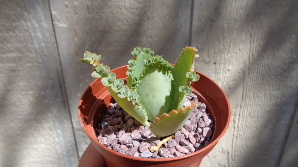 Small Mother of Thousands potted plant with green leaves on a wooden surface