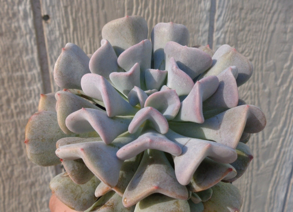 Echeveria Cubic Frost, 4-Inch Pot