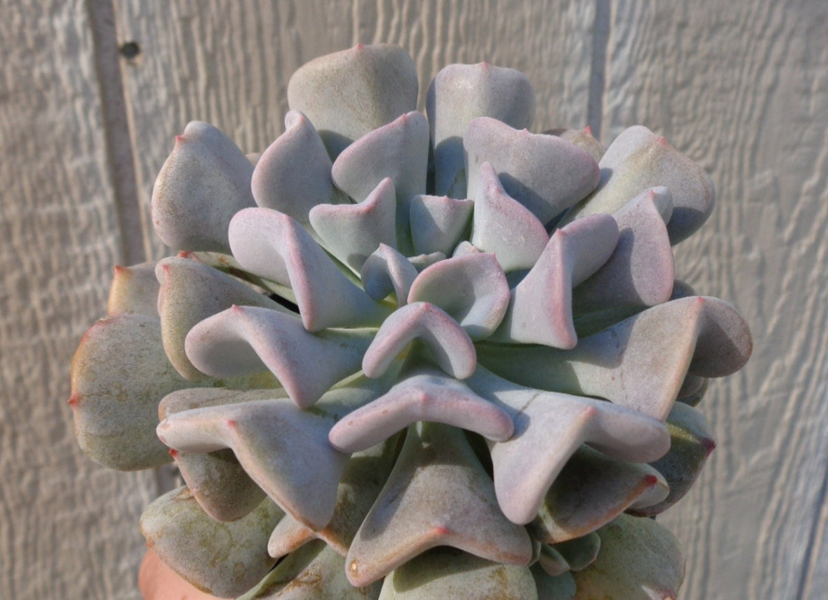 Echeveria Cubic Frost, 4-Inch Pot