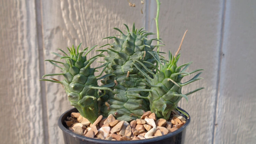 Potted Euphorbia spiralis succulent plant with pebbles on a wooden surface