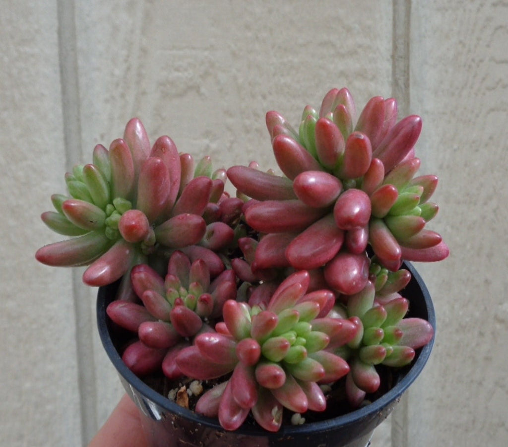 Potted Pastel Jelly Bean Sedum Aurora succulent plant with red and green leaves against a light background