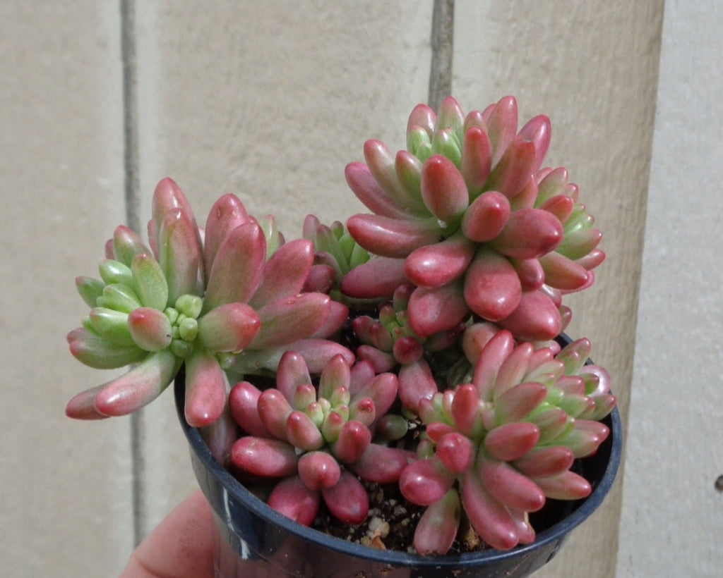 Potted Pastel Jelly Bean Sedum Aurora succulent with red and green leaves against a neutral background