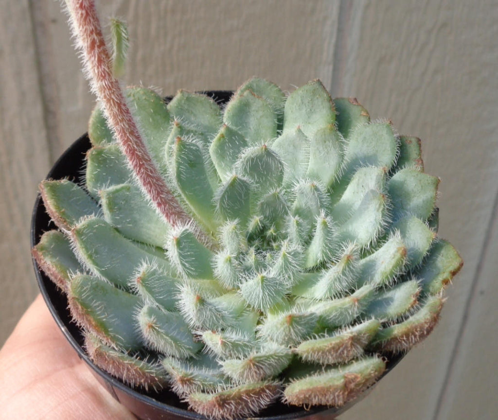 Blue Woolly Rose Echeveria FO-42, 2-Inch Pot — original Etsy listing photo 1