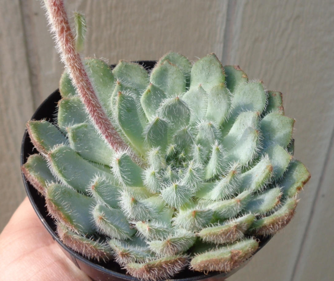Blue Woolly Rose Echeveria FO-42, 2-Inch Pot — original Etsy listing photo 1