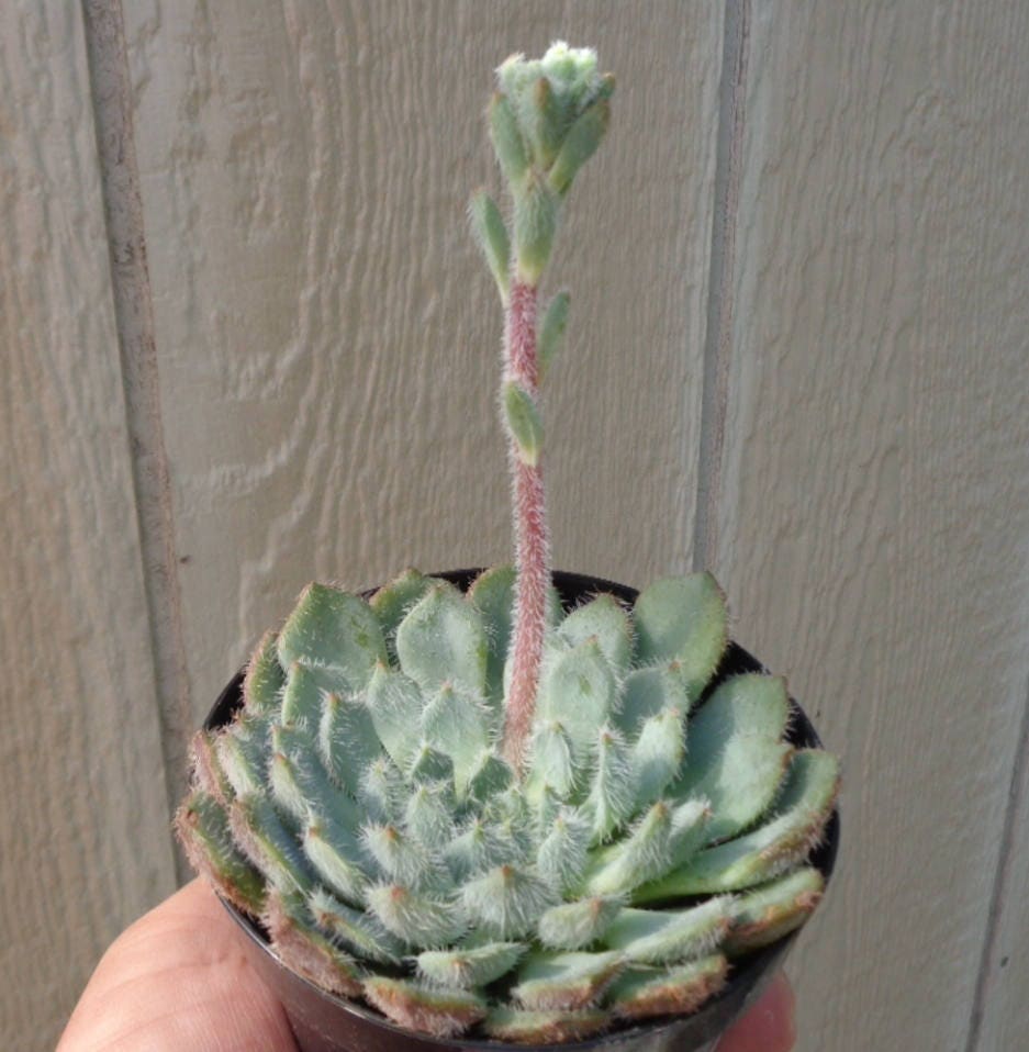 Blue Woolly Rose Echeveria FO-42, 2-Inch Pot — original Etsy listing photo 2