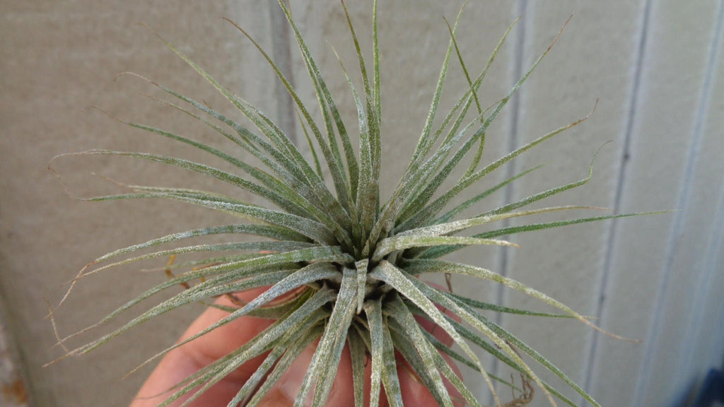 Tillandsia Ionantha Zebrina Air Plants