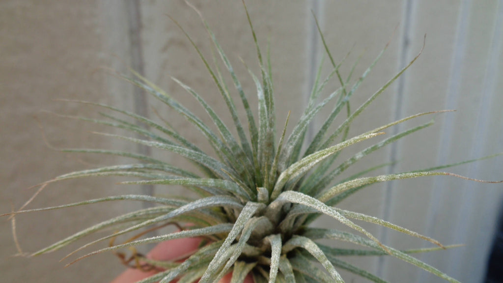 Tillandsia Ionantha Zebrina Air Plants