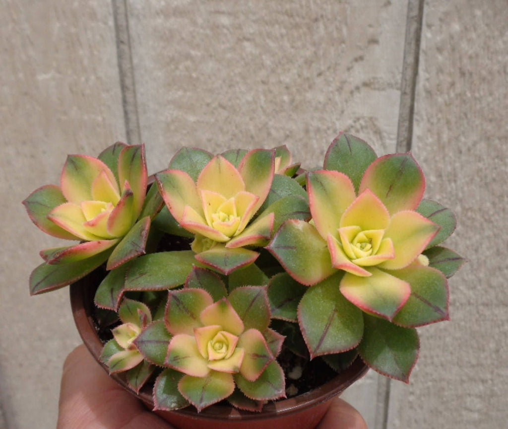 Aeonium Kiwi top view
