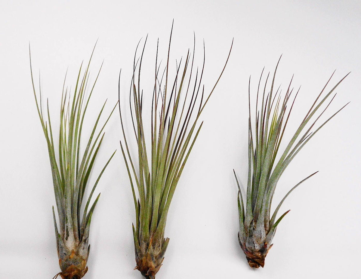 Three air plants on a white background