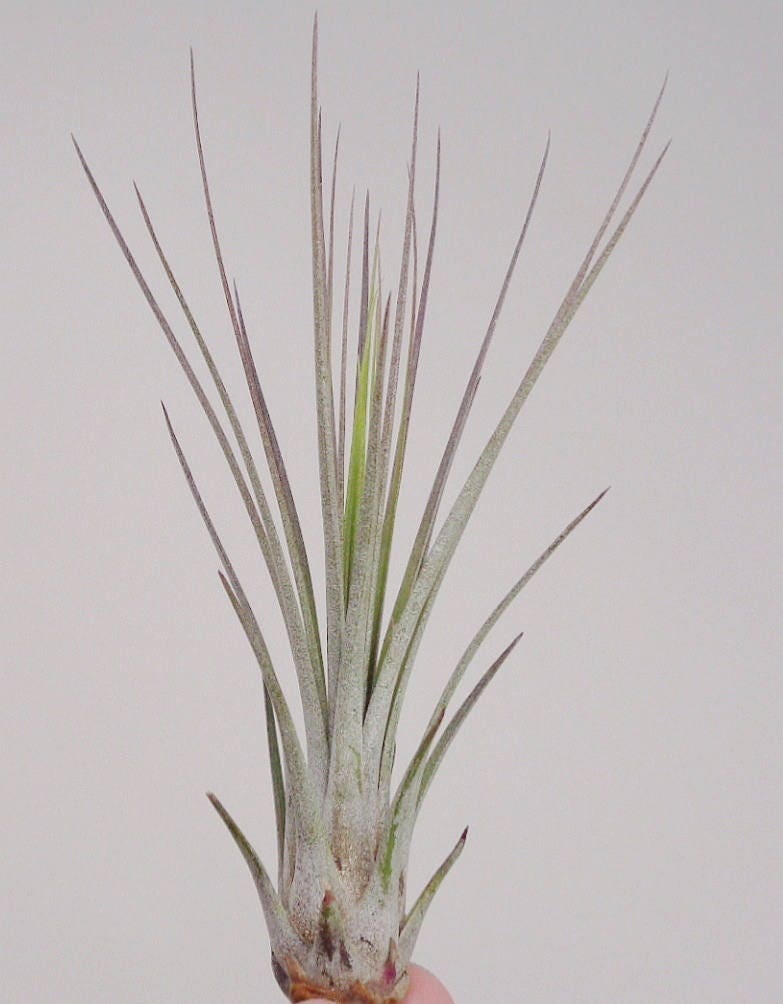 Tillandsia plant held by a hand against a light gray background