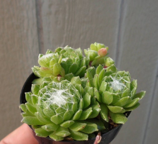 Sempervivum succulent plant with pinkish-red outer leaves and a green center, covered with white spiderwebs, sitting in a black pot filled with small tan stones.