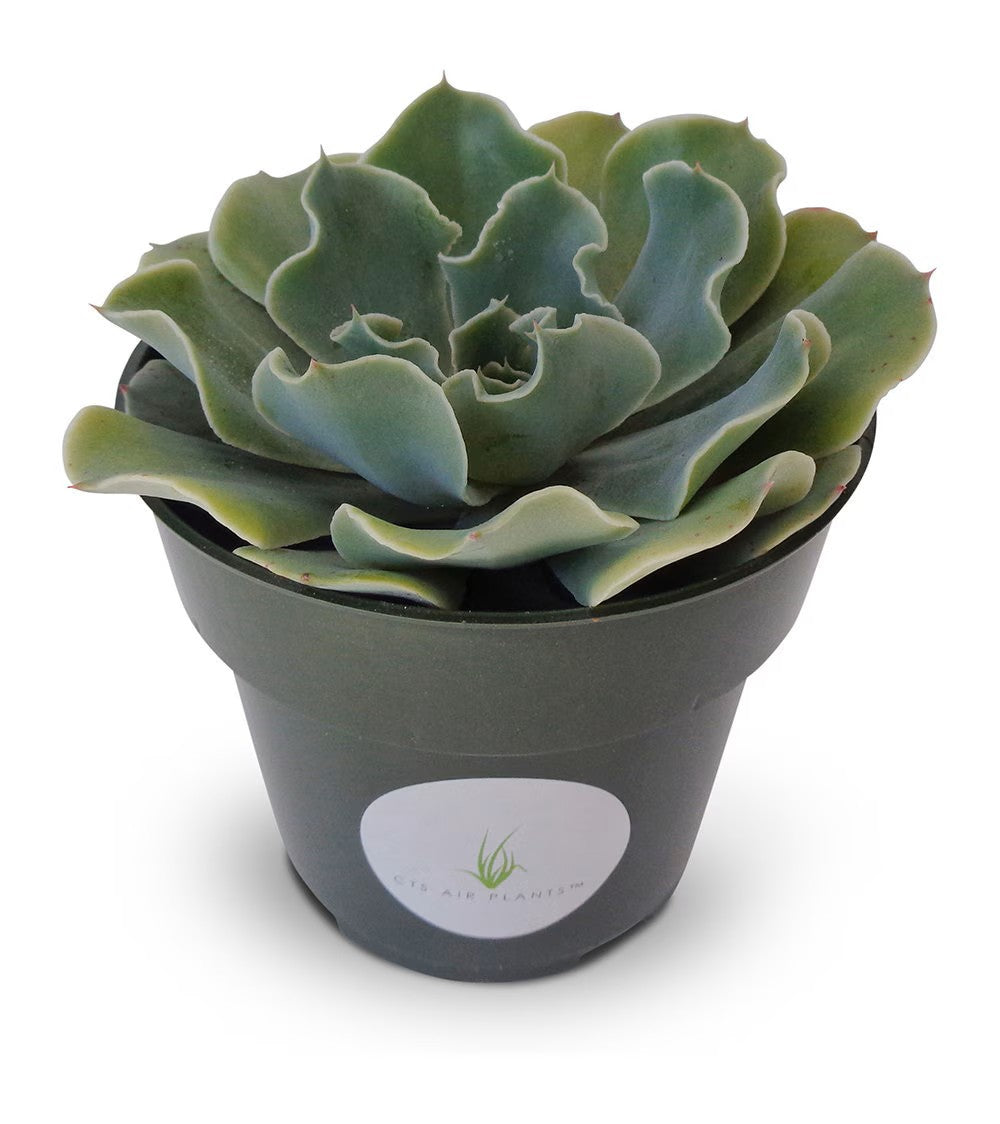 Echeveria glauca Blue Rose, 4-Inch Pot