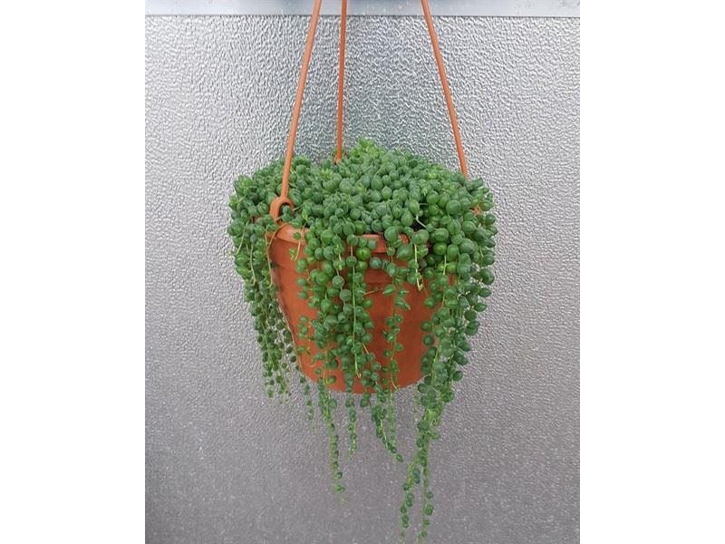 Hanging string of pearls plant in a terracotta pot against a textured light gray background