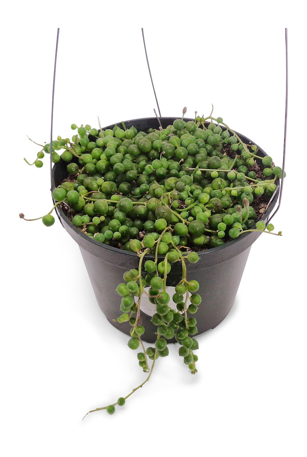 Potted string of pearls plant on a white background