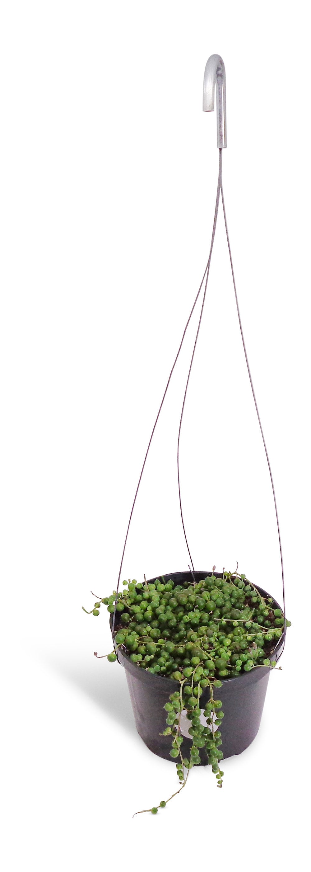 Hanging pearls plant in a pot with a hook on a white background