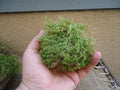 Green sheet moss for terrariums and orbs.