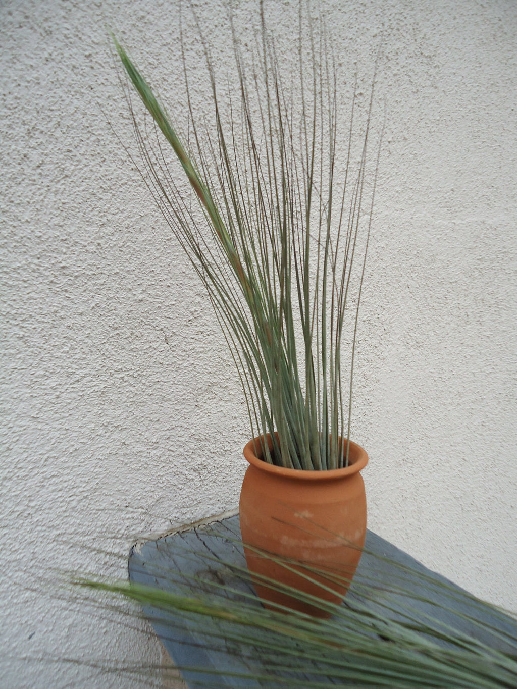 Large Tillandsia Juncea Air Plants 12-18" Tall