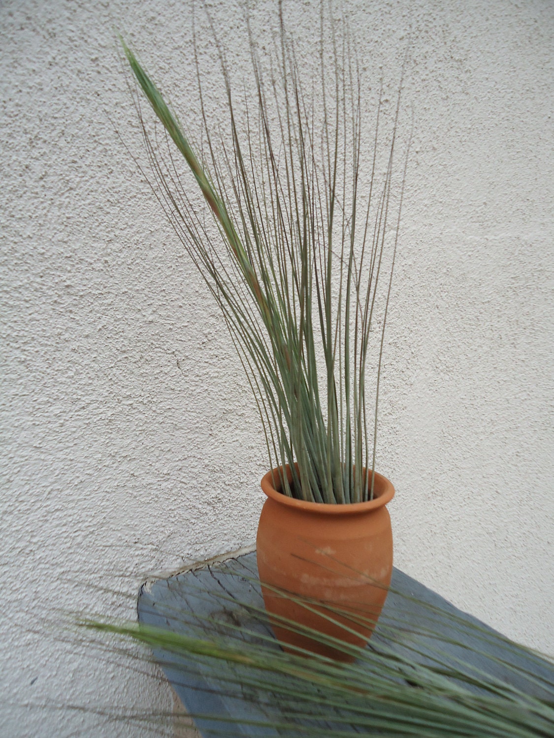 Large Tillandsia Juncea Air Plants 12-18" Tall