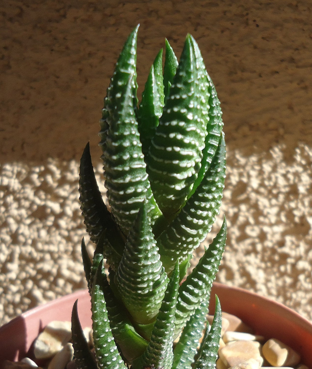 Potted Haworthia reinwardtii  succulent plant with a textured wall background