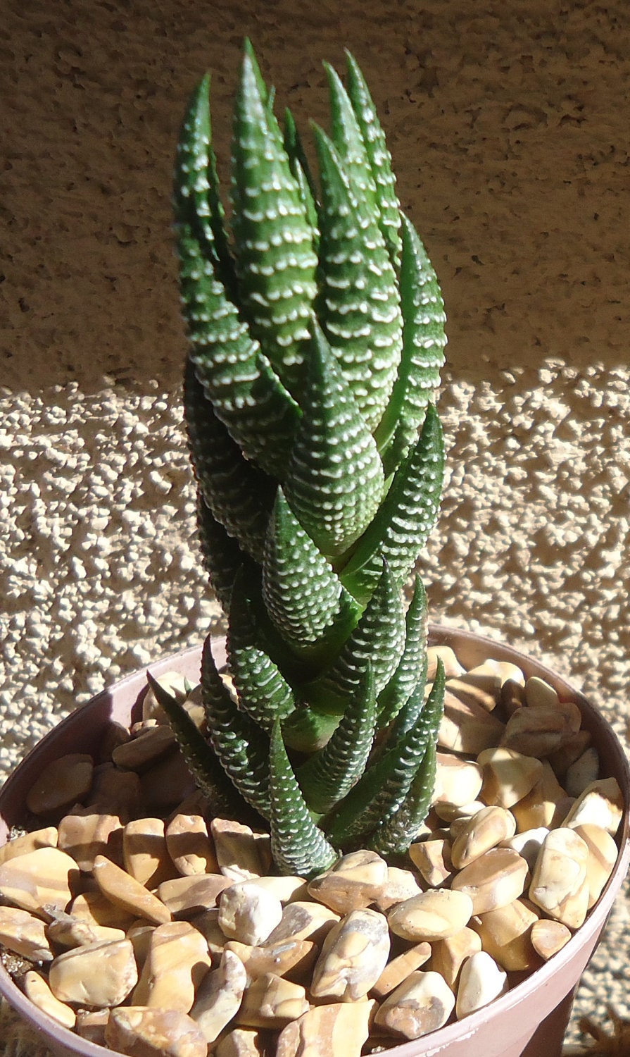 Potted Haworthia reinwardtii succulent plant with textured leaves on a stone surface