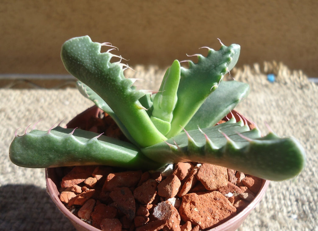 Green Tiger Jaw Faucaria tigrina succulent plant in a pot with a textured beige background