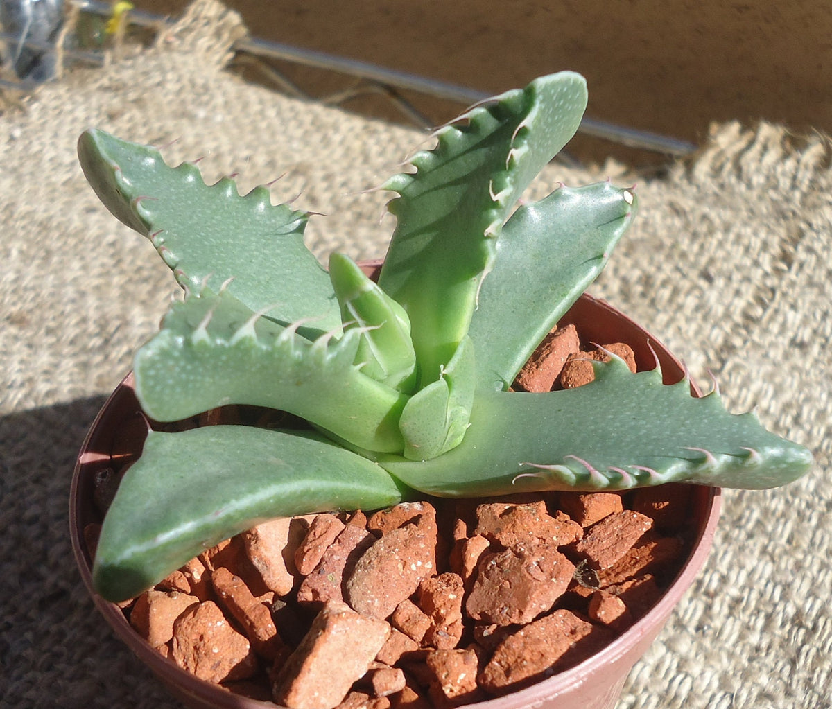 Potted Tiger Jaw Faucaria tigrina succulent plant with red-brown decorative stones on a textured surface