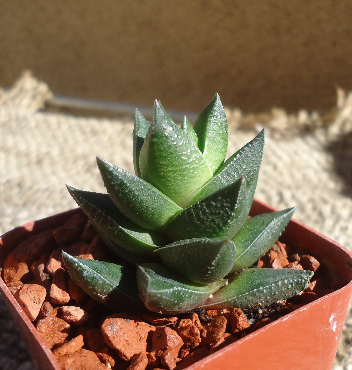 Haworthia Resendeana Succulents