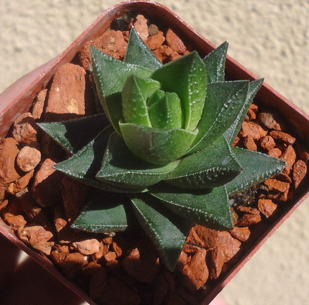 Haworthia Resendeana Succulents