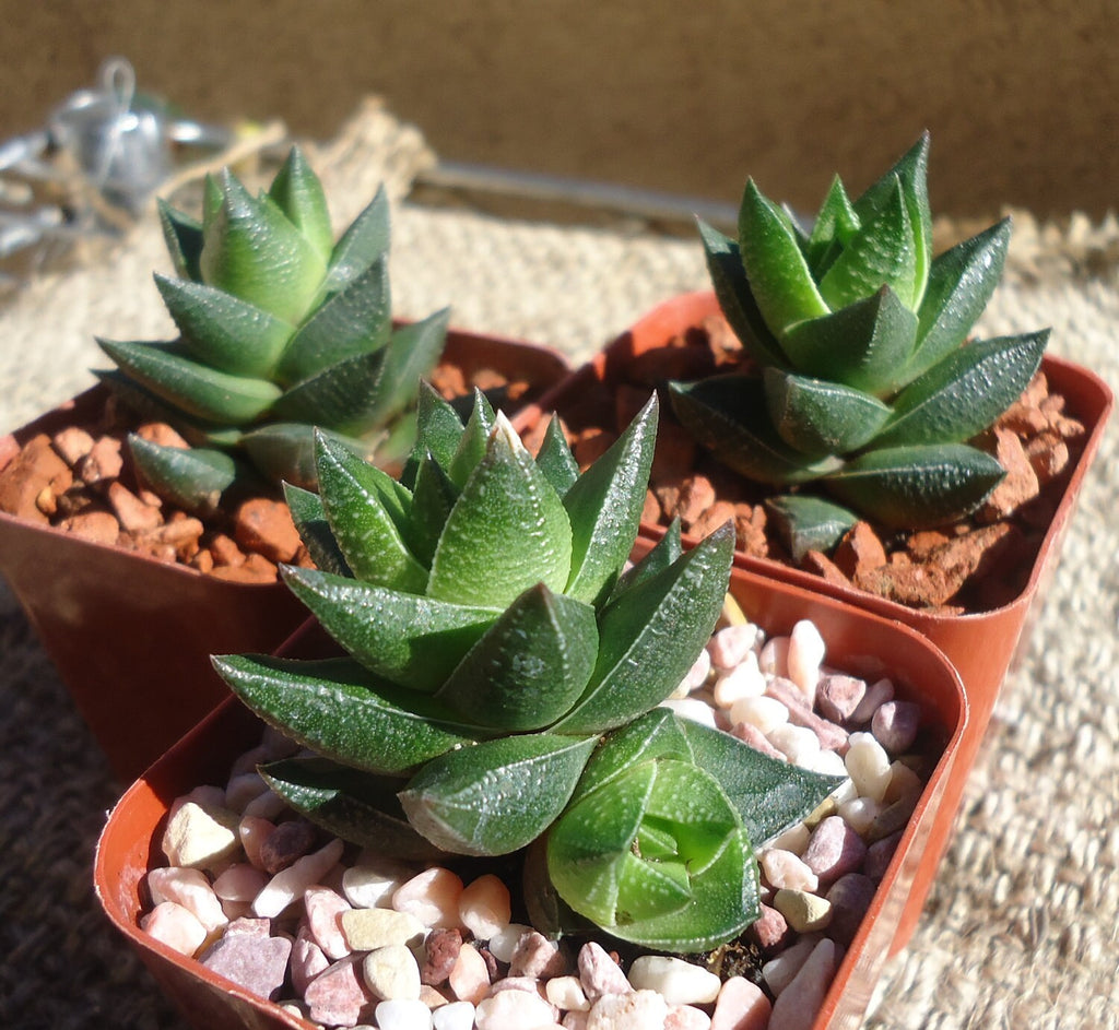 Haworthia Resendeana Succulents