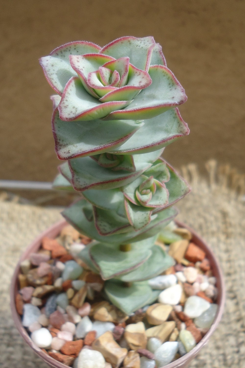 Stacked green succulent plant with pink edges in a pot with decorative stones.