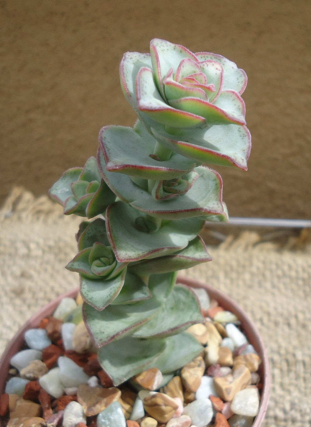 Close-up of a succulent plant with a textured background