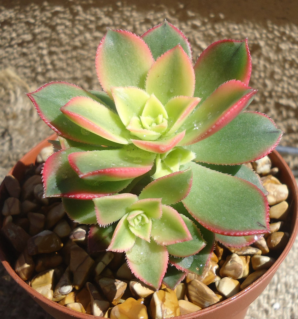 Aeonium Kiwi, 4" pot