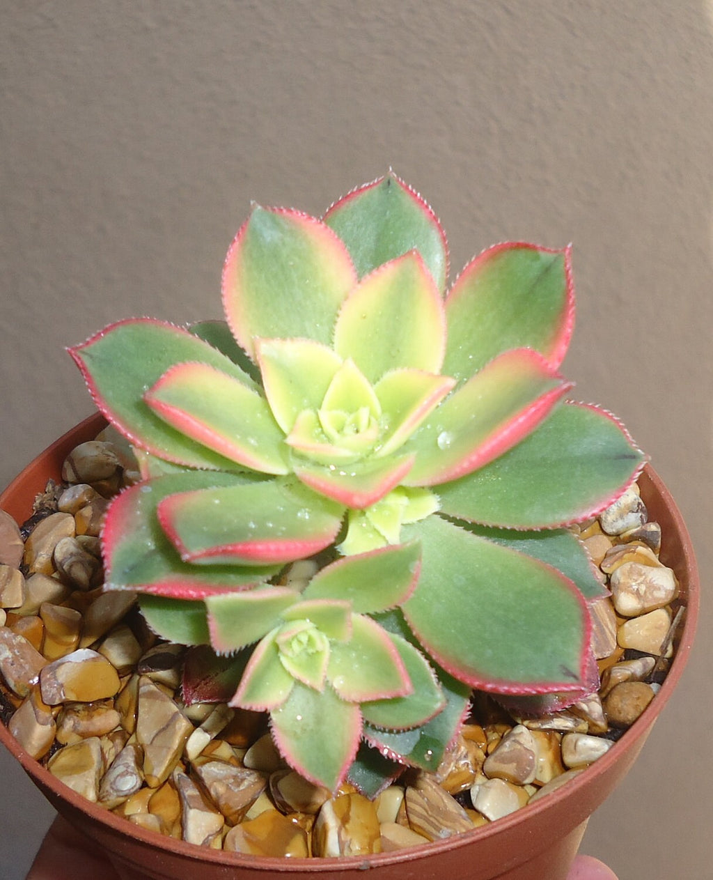 Aeonium Kiwi succulents
