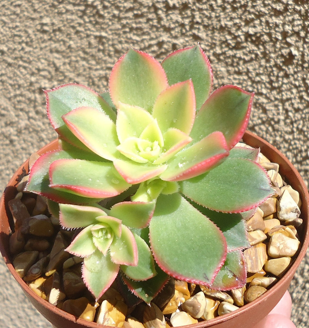 Aeonium Kiwi succulent up close view