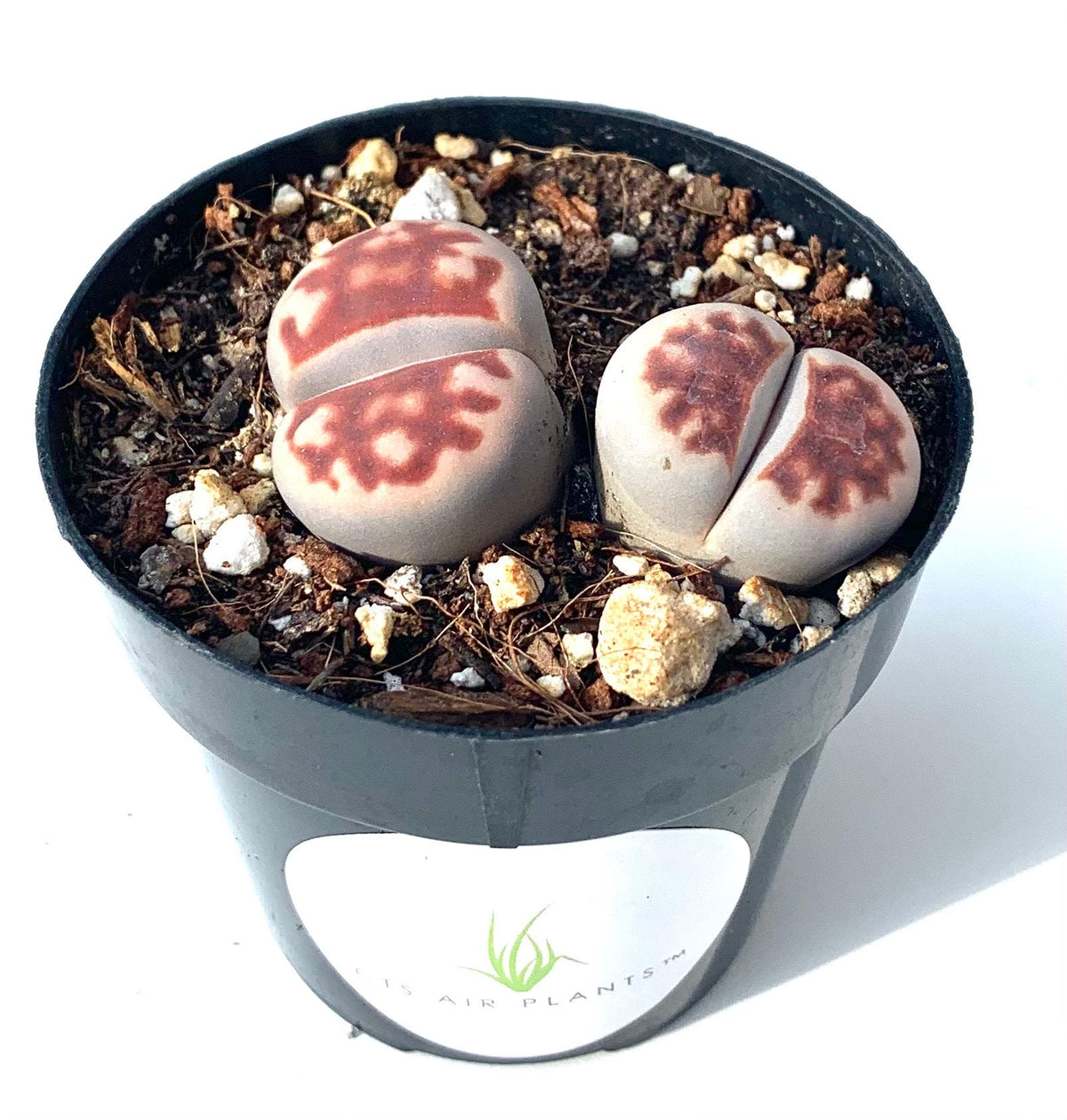 Lithops Karasmontana Top Red