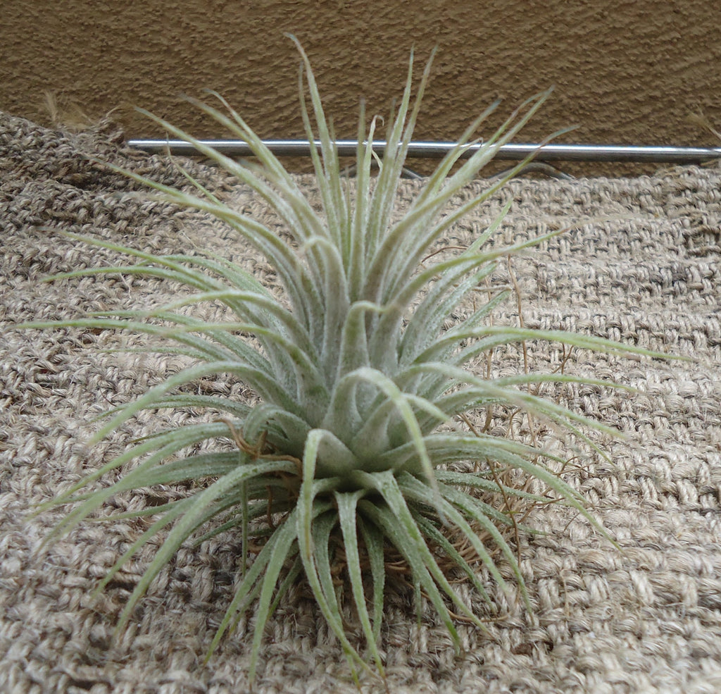 Tillandsia Ionantha Zebrina Air Plants
