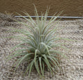 Tillandsia Ionantha Zebrina Air Plants