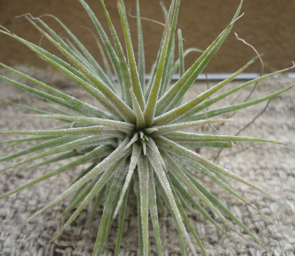 Tillandsia Ionantha Zebrina Air Plants