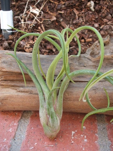 Tillandsia Caput Medusae Large 6"+ Air Plants