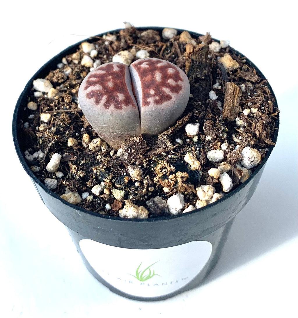 Lithops Karasmontana Top Red