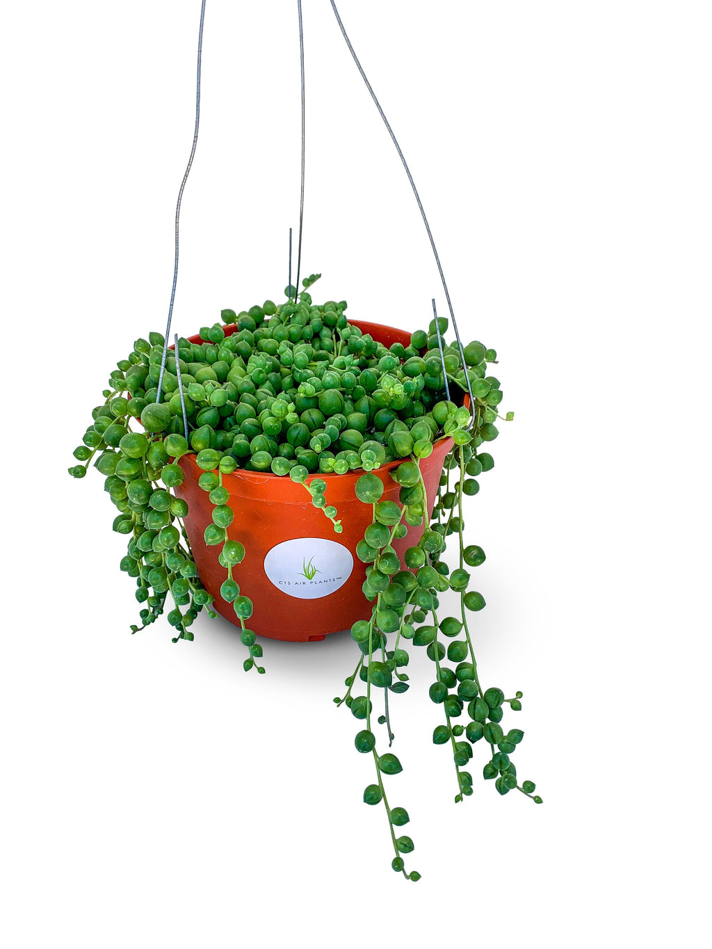Hanging green string of pearls succulent plant in an orange pot on a white background
