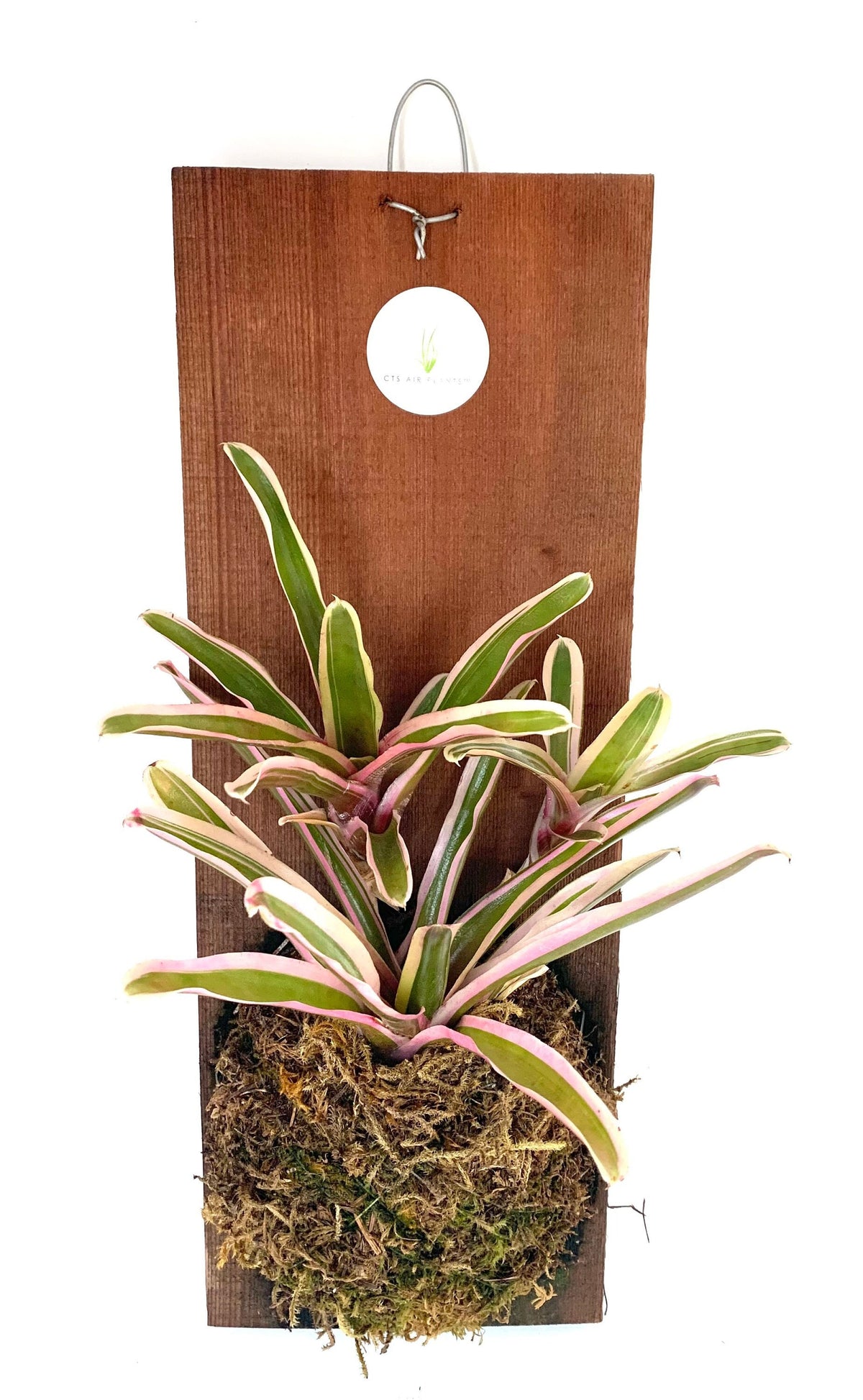 Neoregelia Donger Wood Plank Mounted Houseplants