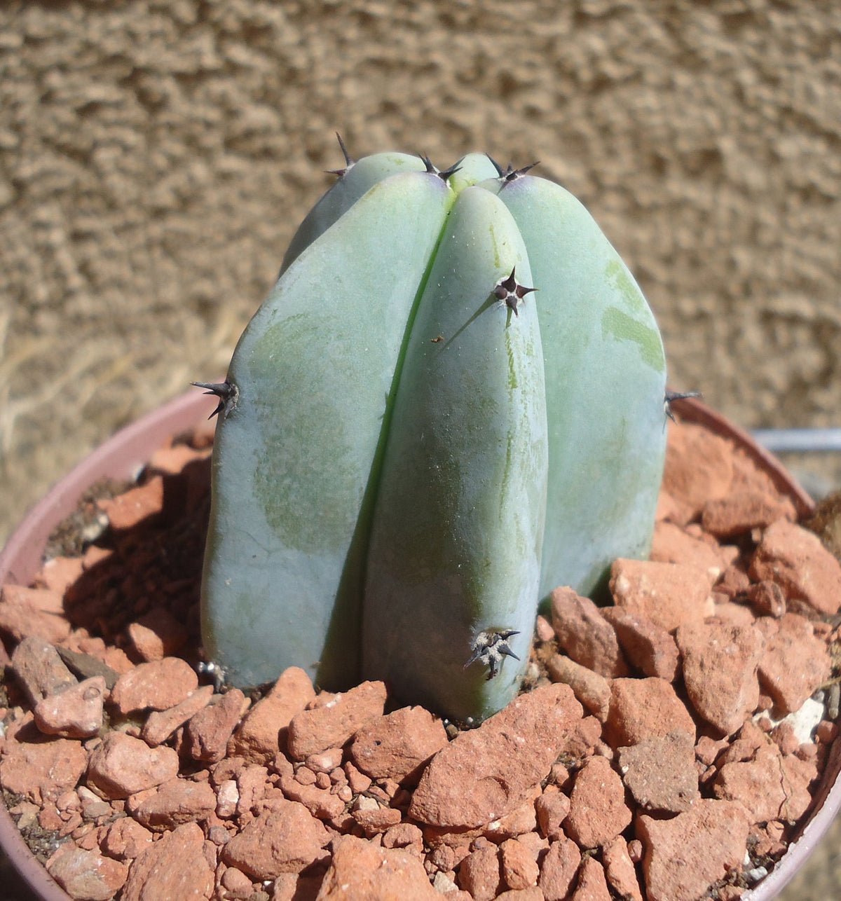 Blue Candle Cactus (Myrtillocactus geometrizans), 2-Inch Pot