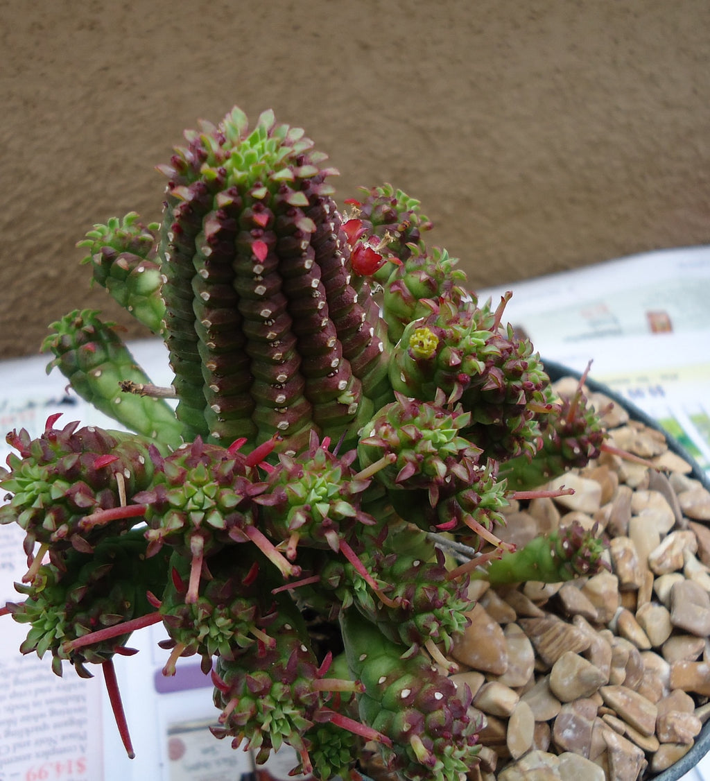 Corn Cob Euphorbia (Euphorbia mammillaris), 4-Inch Pot