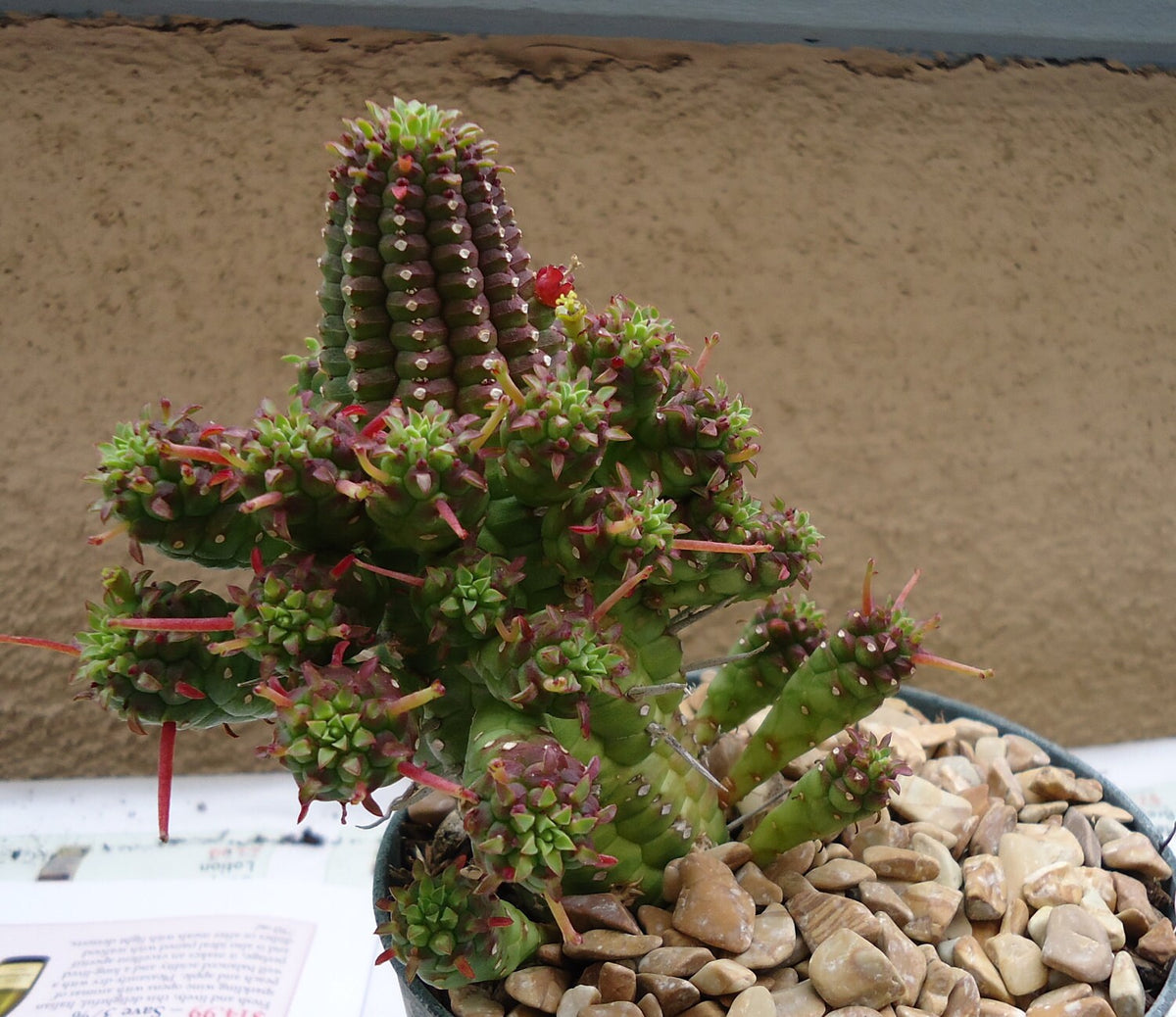 Corn Cob Euphorbia (Euphorbia mammillaris), 4-Inch Pot